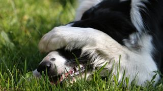 Border collie with paw over face