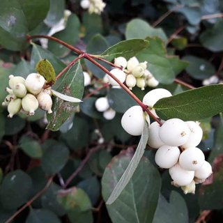 Snowberry Shrub Seeds