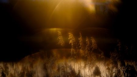 Golden sunlight illuminates tall reeds silhouetted against a dark, misty background