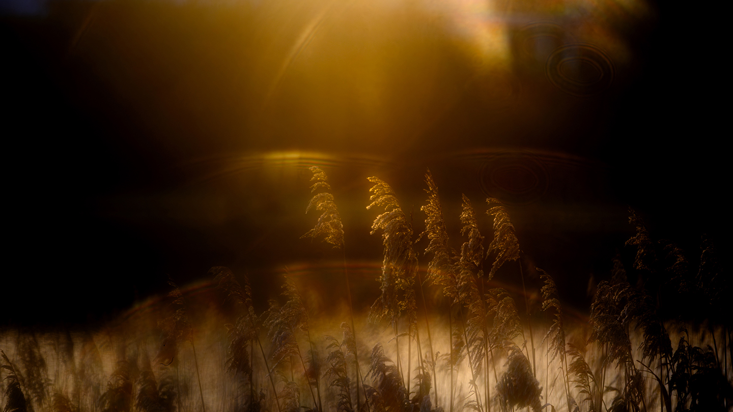 Golden sunlight illuminates tall reeds silhouetted against a dark, misty background