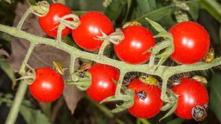 A vine of tomatoes covered with insects