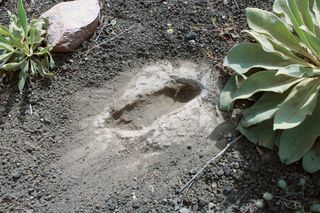 Human footprint, Turkey