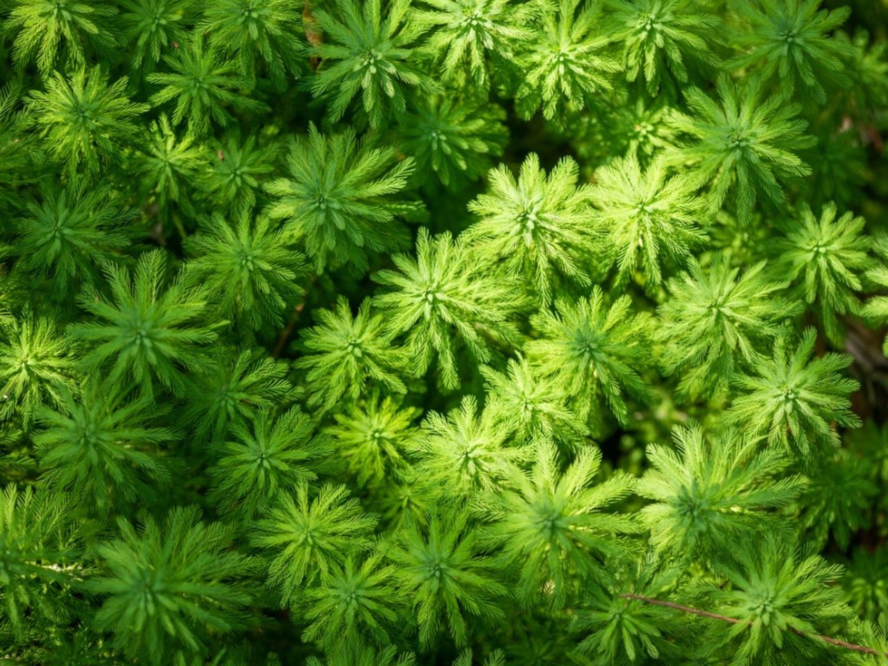 Parrot Feather Plants