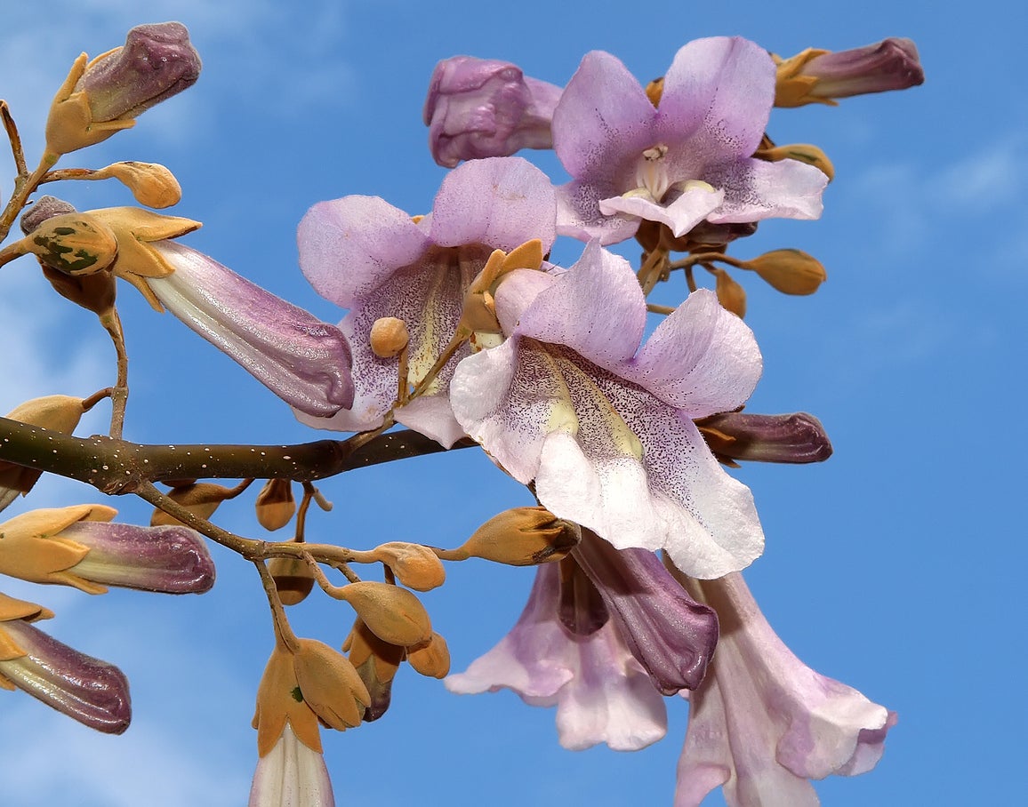 Royal Empress Tree paulownia Tomentosa Seeds 