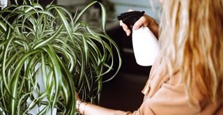person spritzing a spider plant with a spray bottle to show how to water it