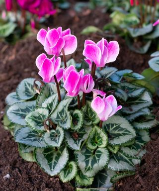 Cyclamen hederifolium is excellent ground cover for shady areas