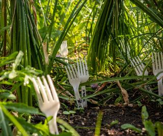 Plastic forks planted in a vegetable garden