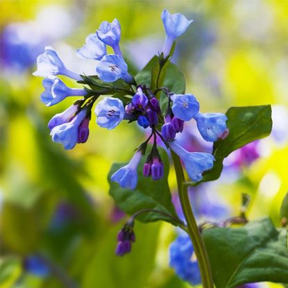 These Pretty Blue Spring Flowers Are Invasive - And They've Taken Over ...