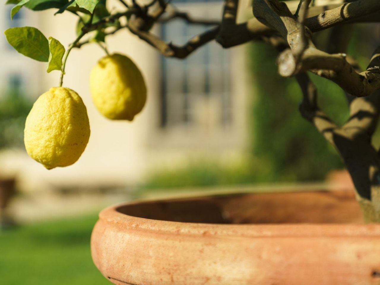 Potted Lemon Tree