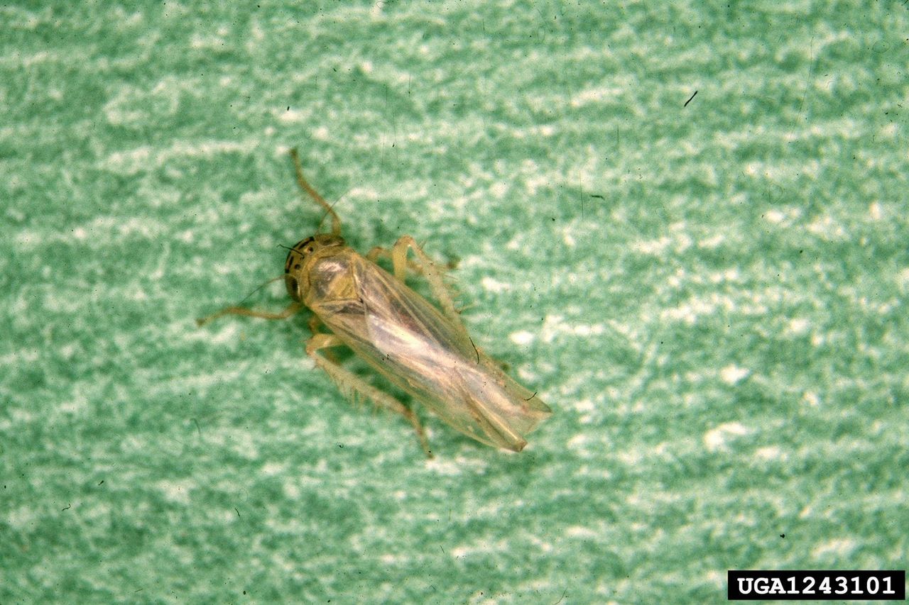 aster leafhopper