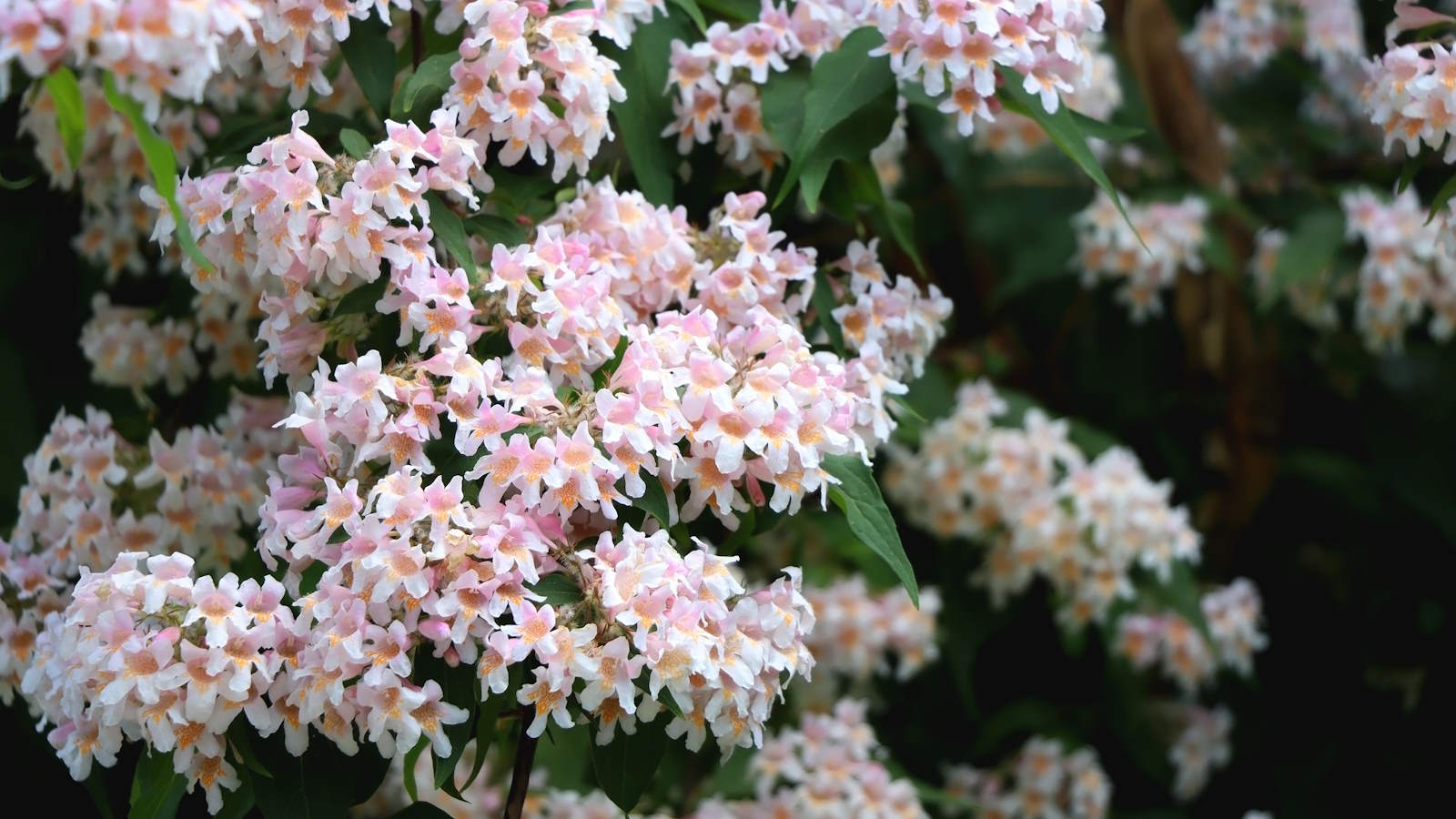 Abelia shrub covered in pink flowers