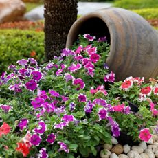 Pink and purple petunias spilling out of a sideways flower pot