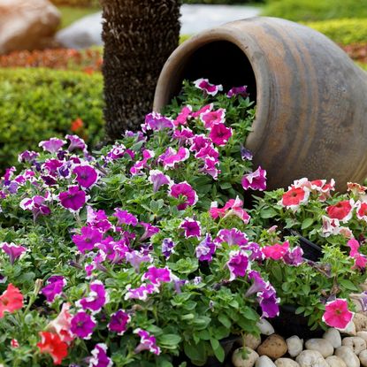 Pink and purple petunias spilling out of a sideways flower pot