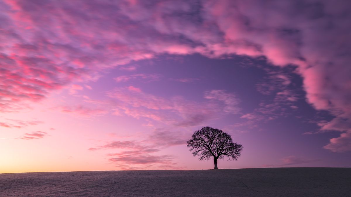 A lone tree under a pink sky. 