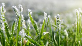 Frost on grass blades