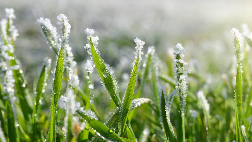 when-should-you-stop-mowing-your-lawn-for-the-winter-tom-s-guide