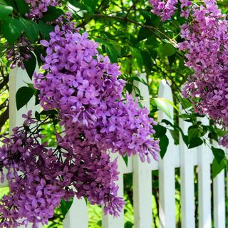 A flowering lilac bush 