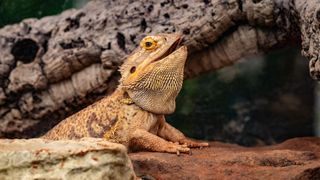 Bearded dragon sitting in aquarium