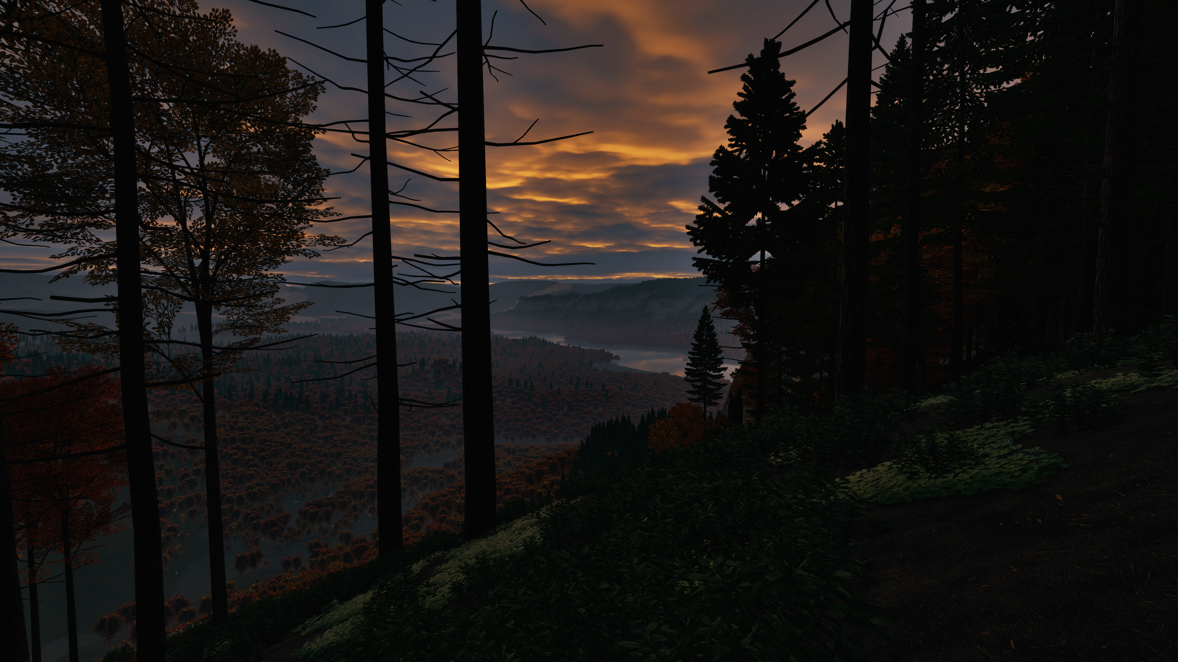 Trees and rocks in an open world