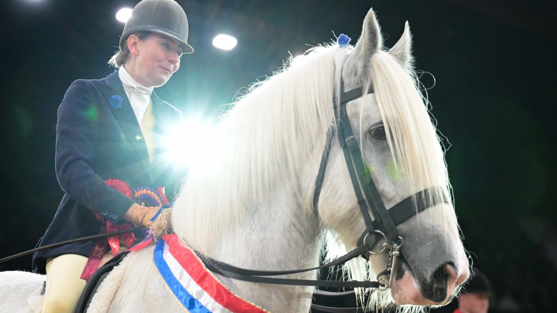 Horse No 1414 - winners of The Barber Family British Ridden Heavy Horse of the Year Championship during the Horse of the Year Show held at the NEC in Birmingham in UK between 8 -12 th October 2025