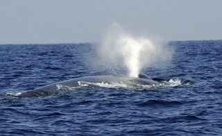 A whale breathes water out into the air off the shore of Mirissa, Sri Lanka