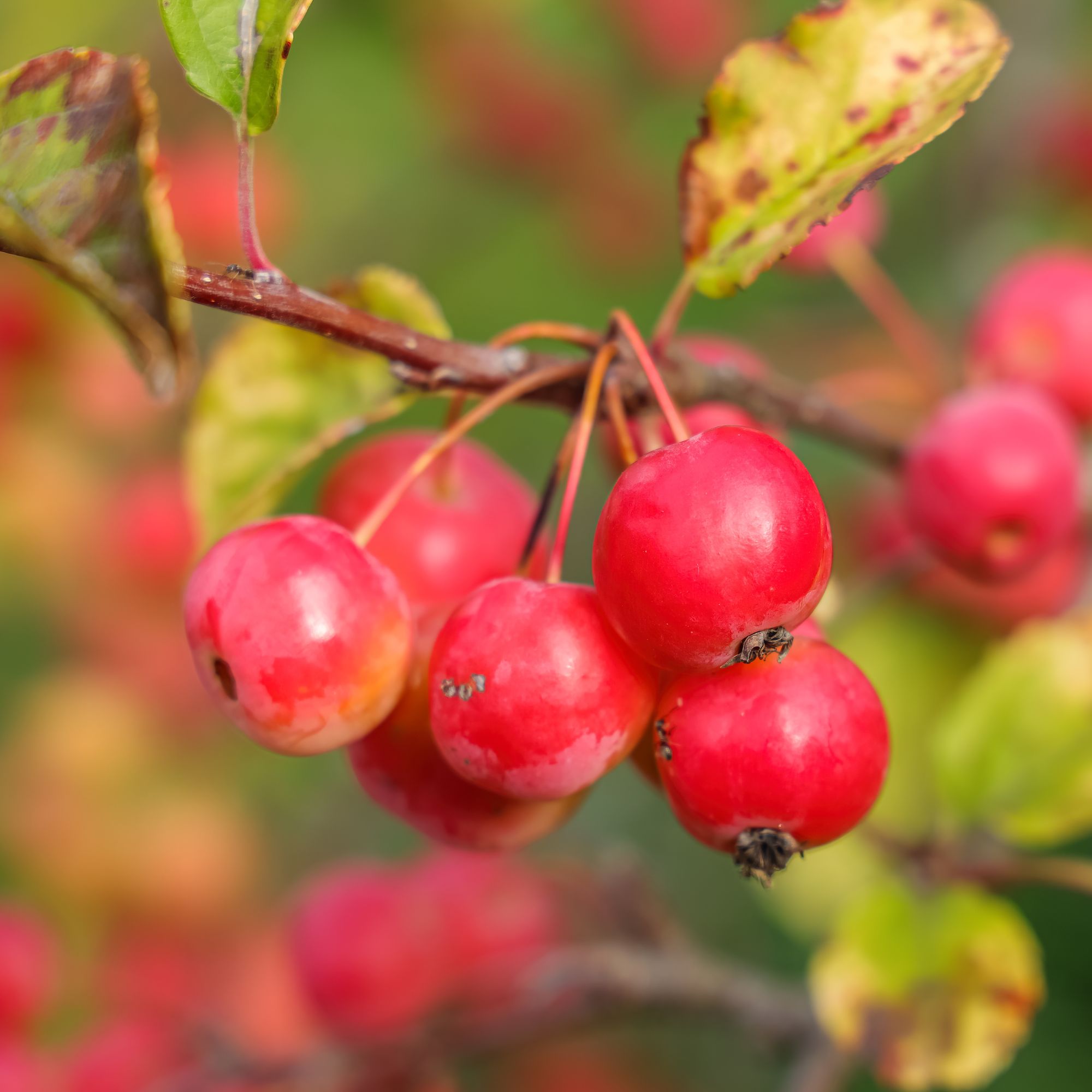 Red crab apples growing on crab apple tree