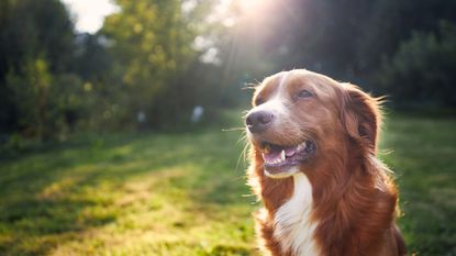 how to keep your dog cool