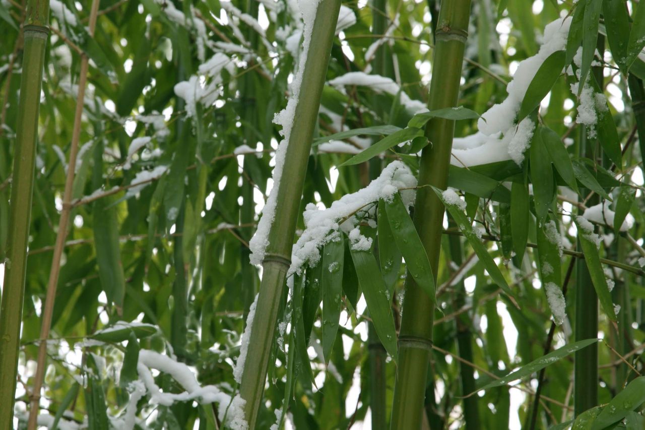 Bamboo Plant Covered In Snow