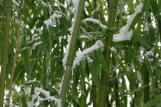 Bamboo Plant Covered In Snow