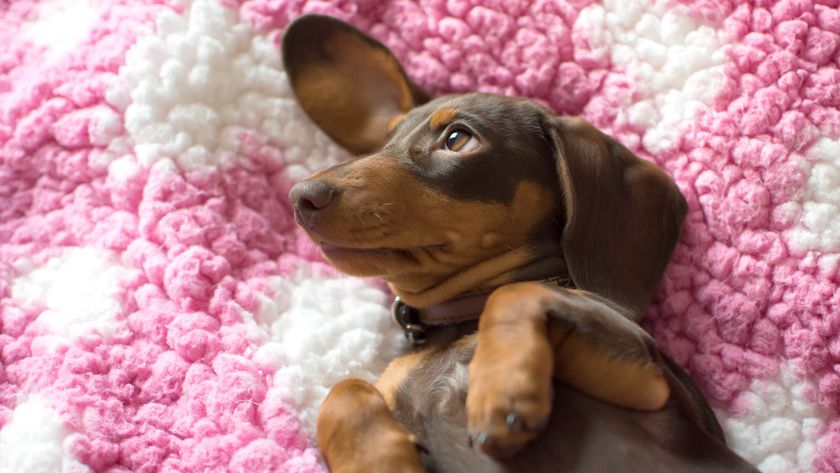 Dachshund puppy laying on a pink and white blanket