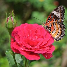 Butterfly resting on rose