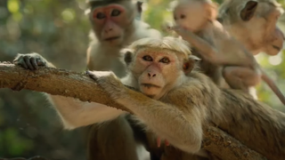 Screenshot from Disney's Monkey Kingdom, narrated by Tina Fey