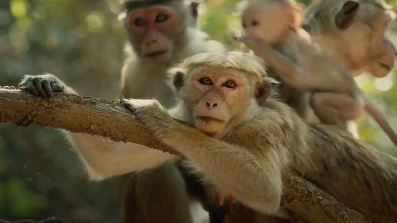 Captura de pantalla de El reino de los monos de Disney narrado por Tina Fey