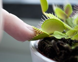 finger poking a Venus flytrap carnivorous plant