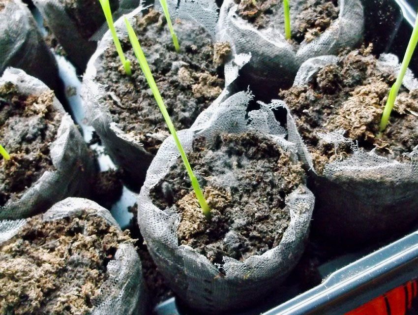 Individual Potted Plants With White Fluffy Fungus On Seed Starting Soil