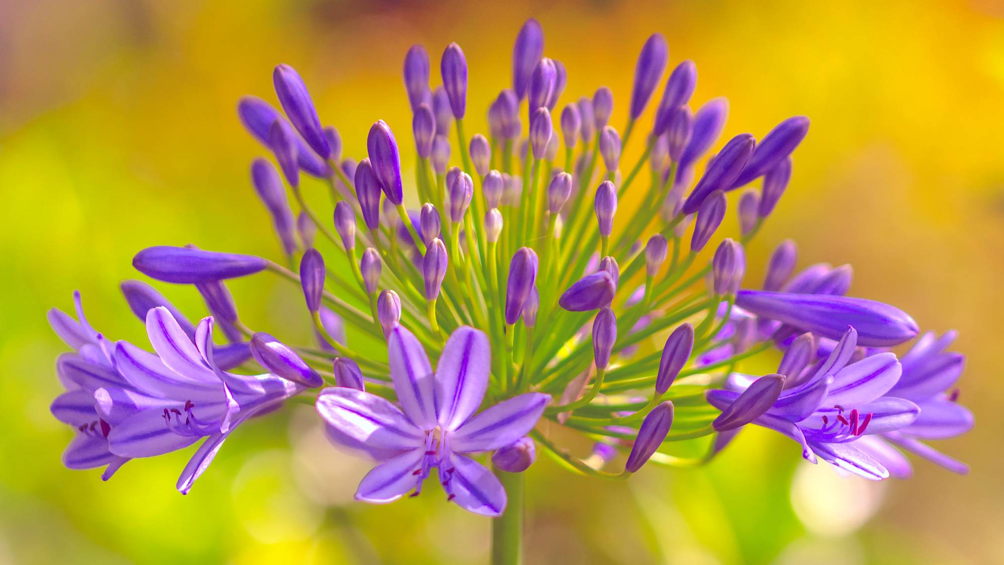 Blooming agapanthus close-up
