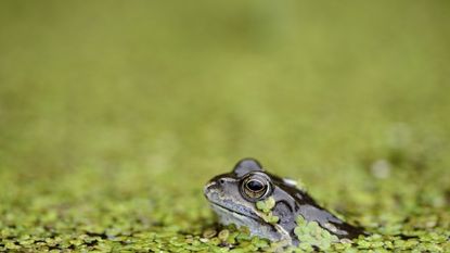 Frog in a garden pond with green planting