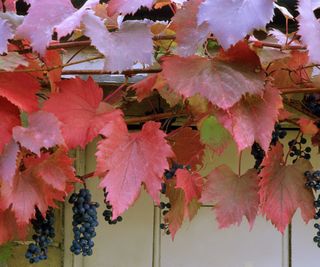 Vitis vinifera Purpurea (grapevine)