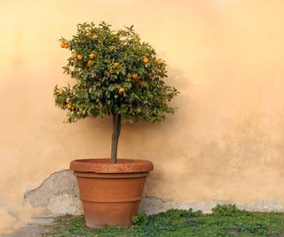 An orange tree growing in a terracotta pot