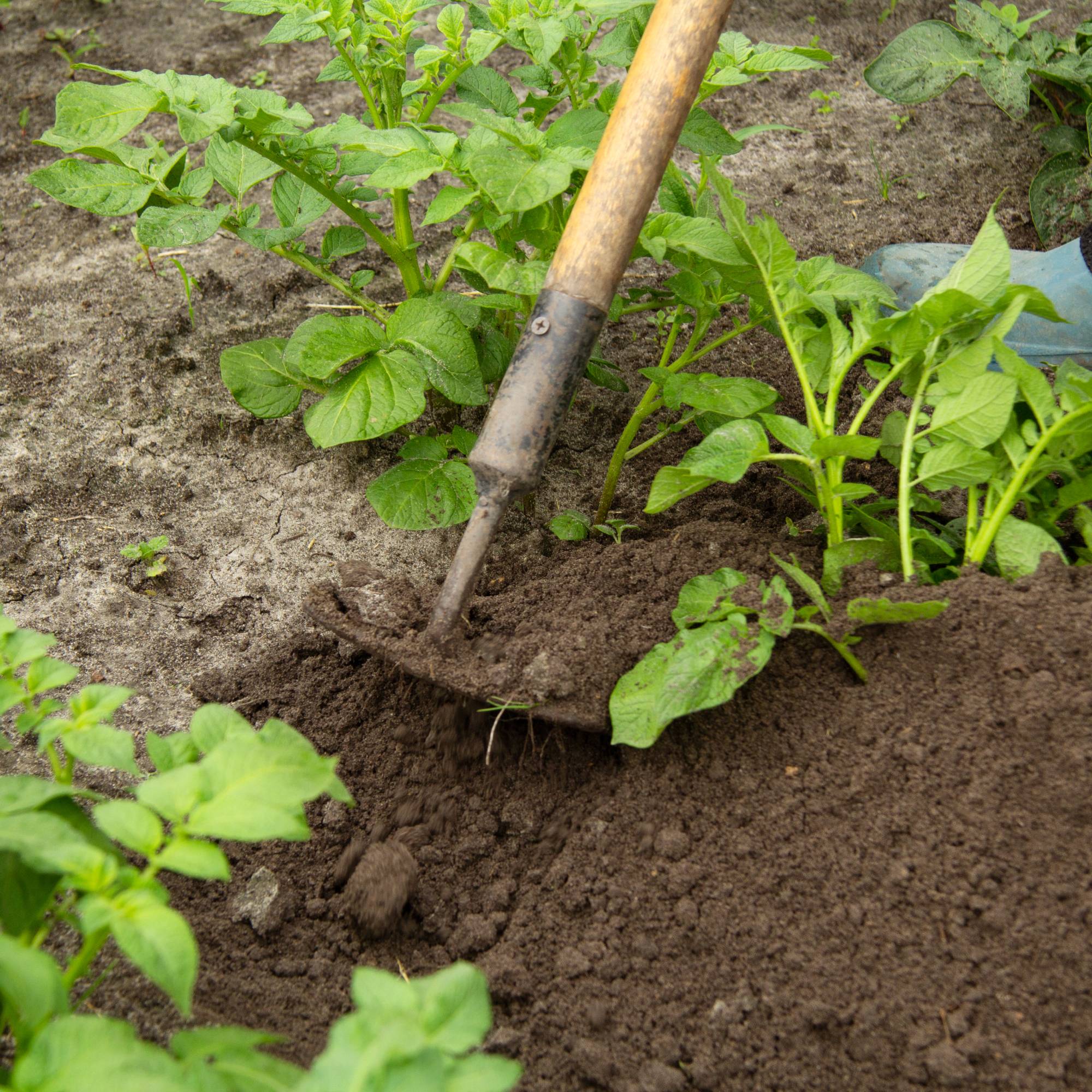 Gardener hilling potatoes with a hoe
