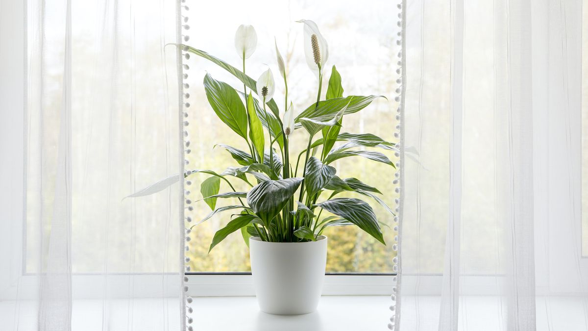 Peace lily best sale pollen poisonous