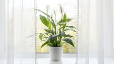 A peace lily plant on a windowsill on a sunny day with with curtains beside it