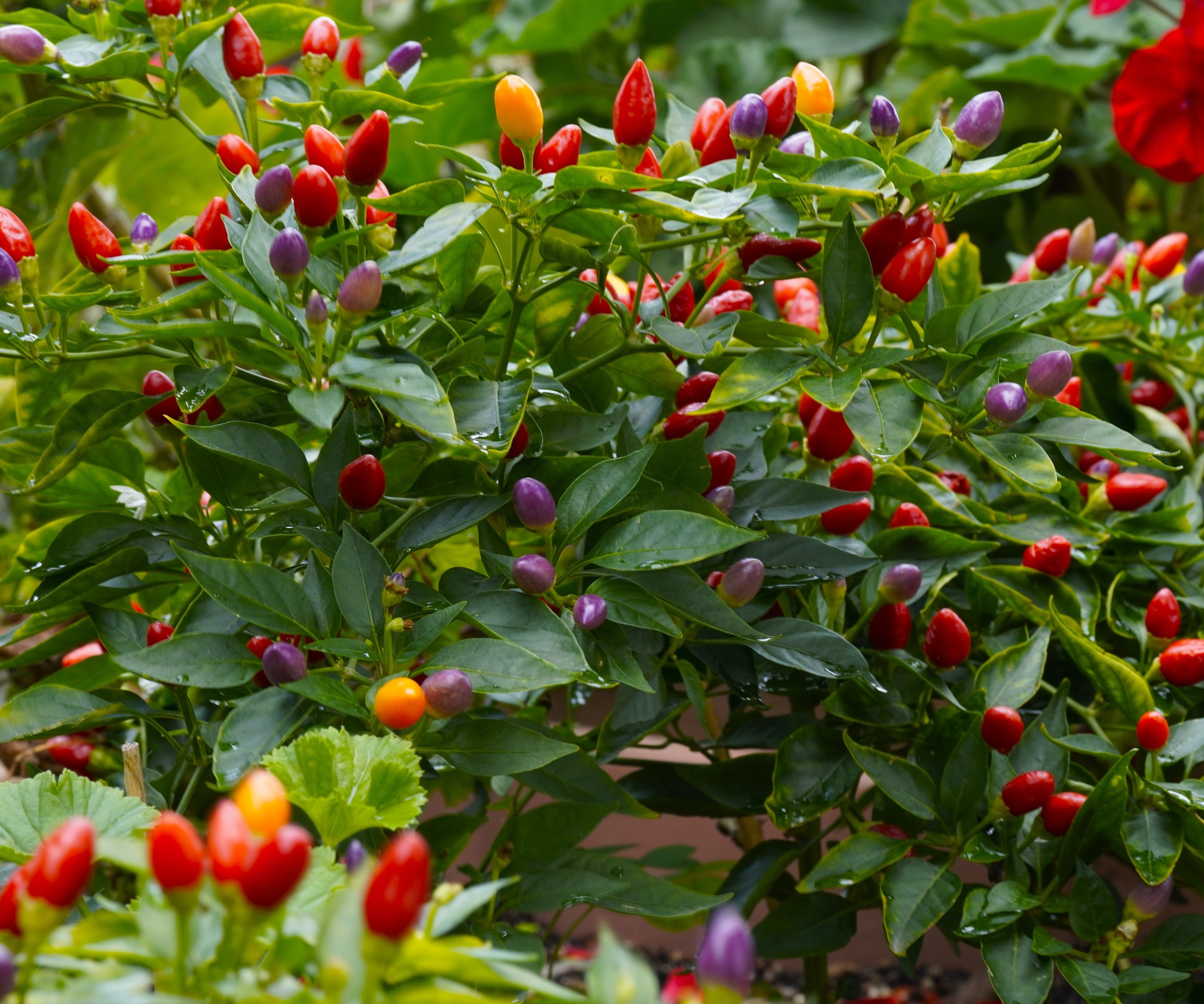 close up of ornamental peppers