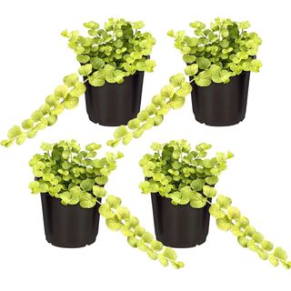 Live Lysimachia Plant - Creeping Jenny 