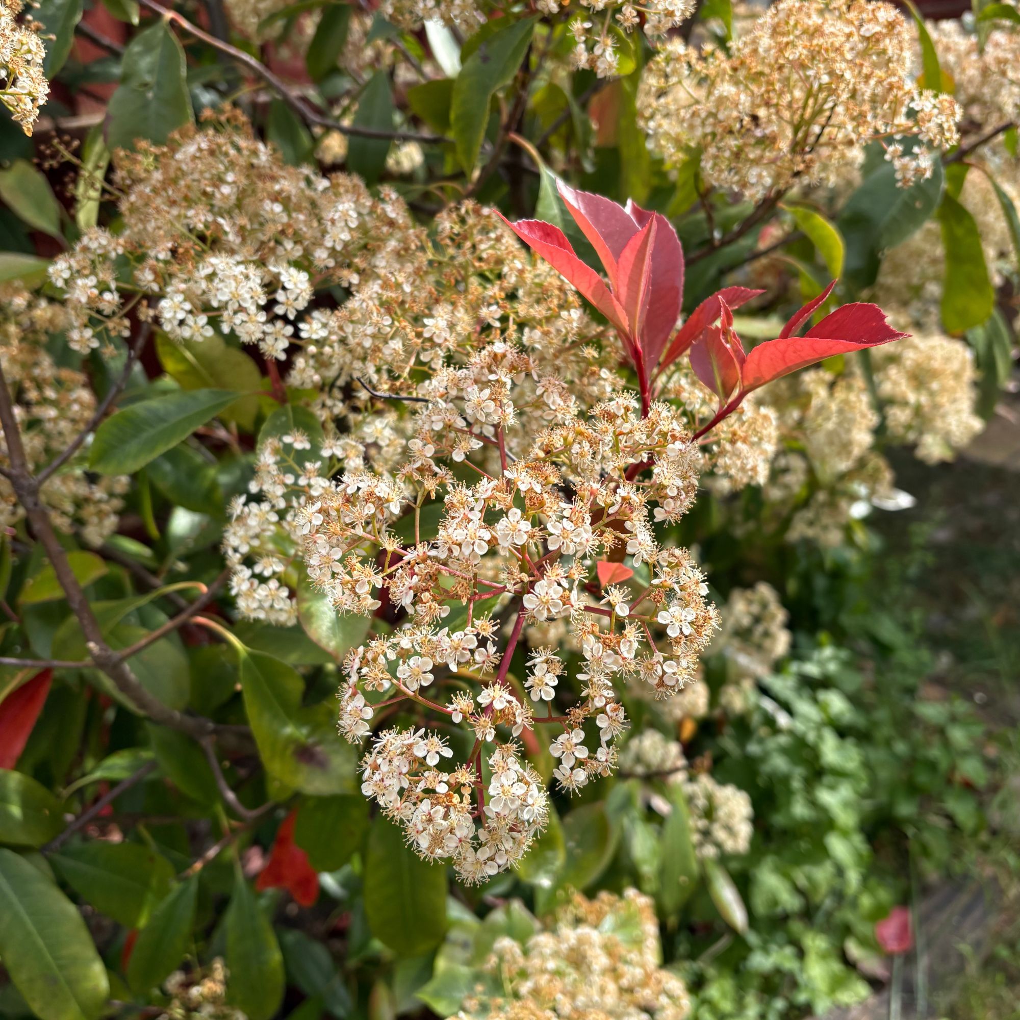 Flowering Photinia fraseri 'Red Robin' hedge in garden