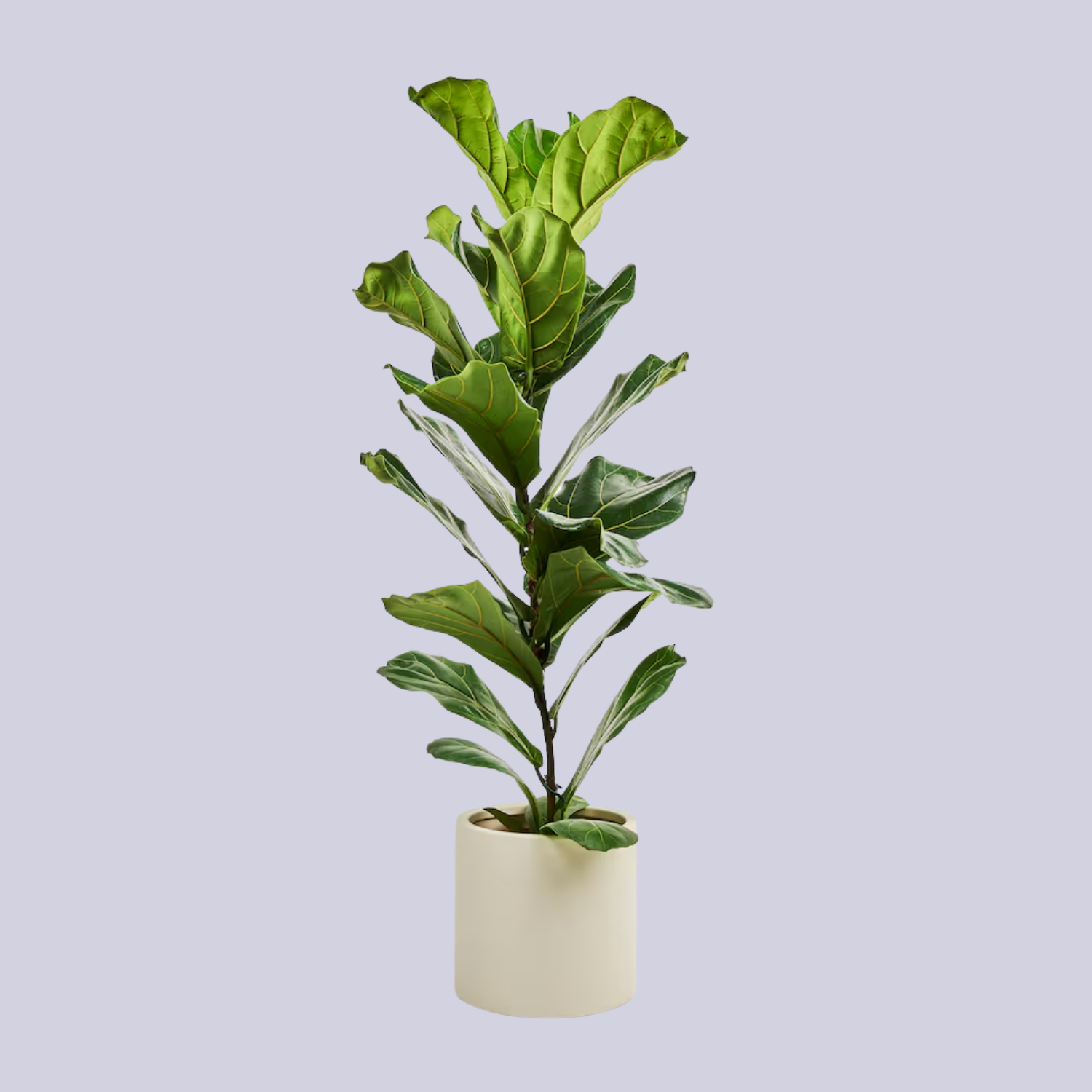 A fiddle leaf fig plant