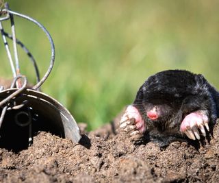 Mole emerging from hill next to trap