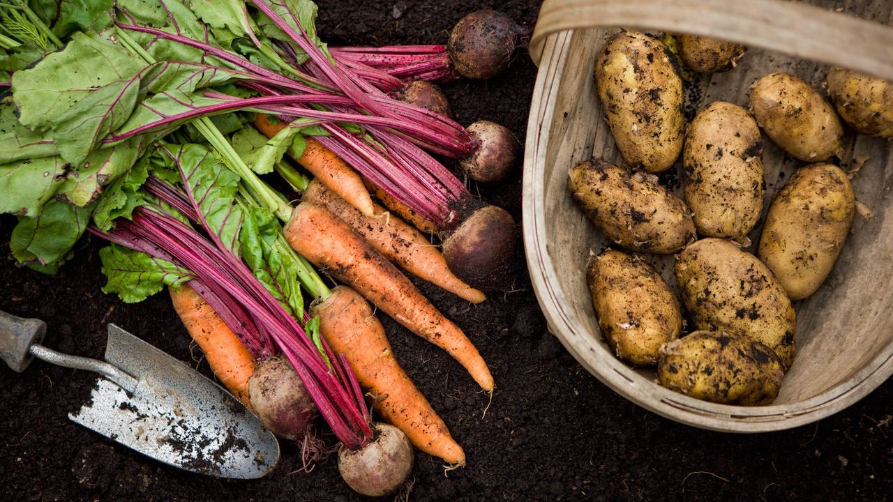 A harvest of crops from a vegetable garden