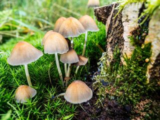 Magic mushrooms growing outdoors.