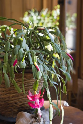 A close-up of a Christmas cactus